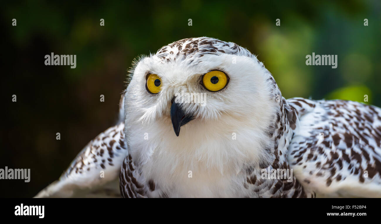Detail of Head of Snowy Owl with Yellow Eyes Bubo Scandiacus with