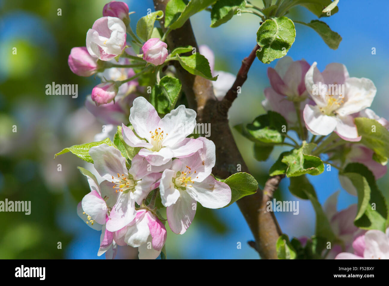 Flowering apple tree Stock Photo - Alamy