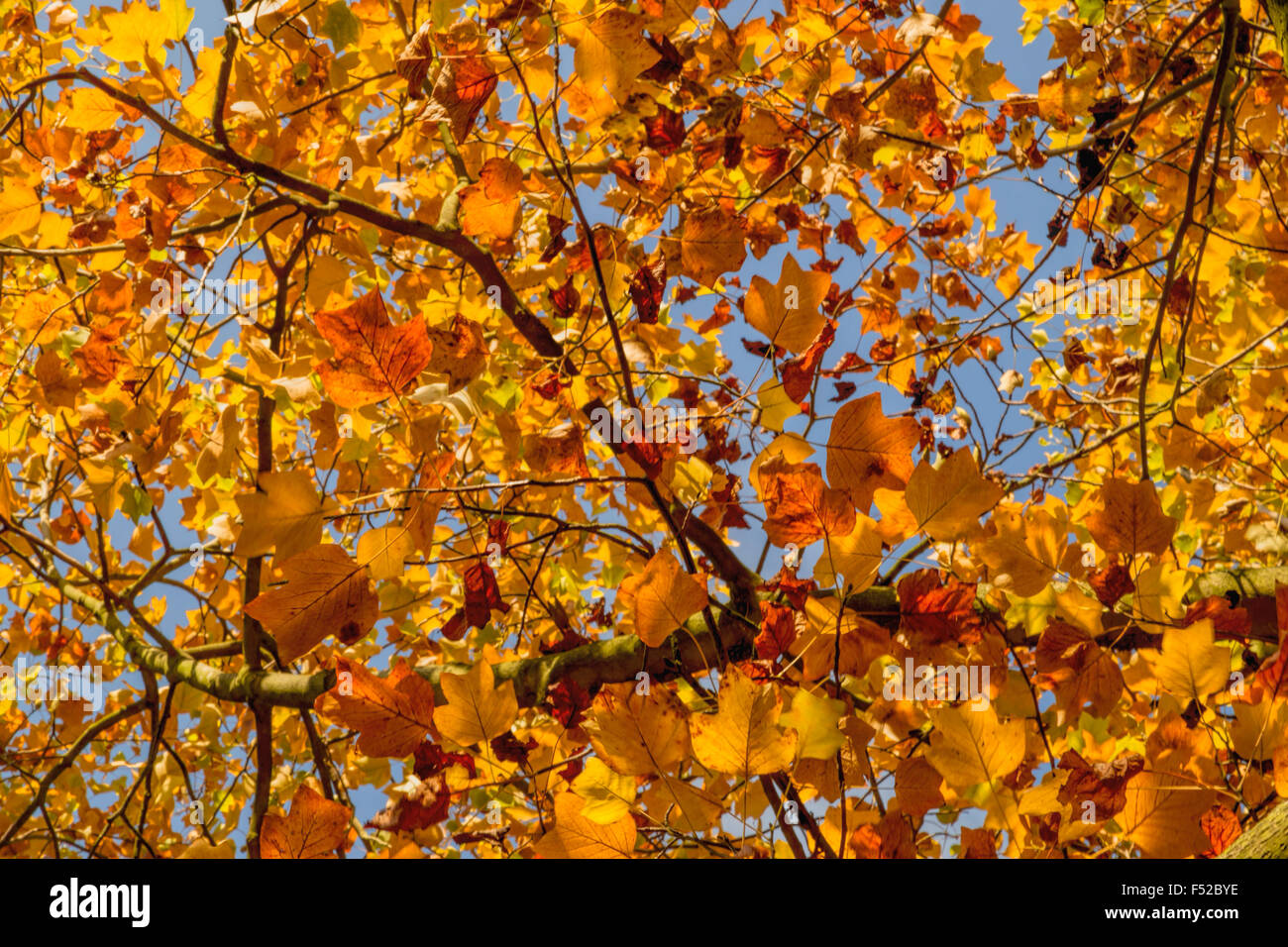 Tulip Tree, Liriodendron tulipifera, Magnoliaceae in Autumn colors ...