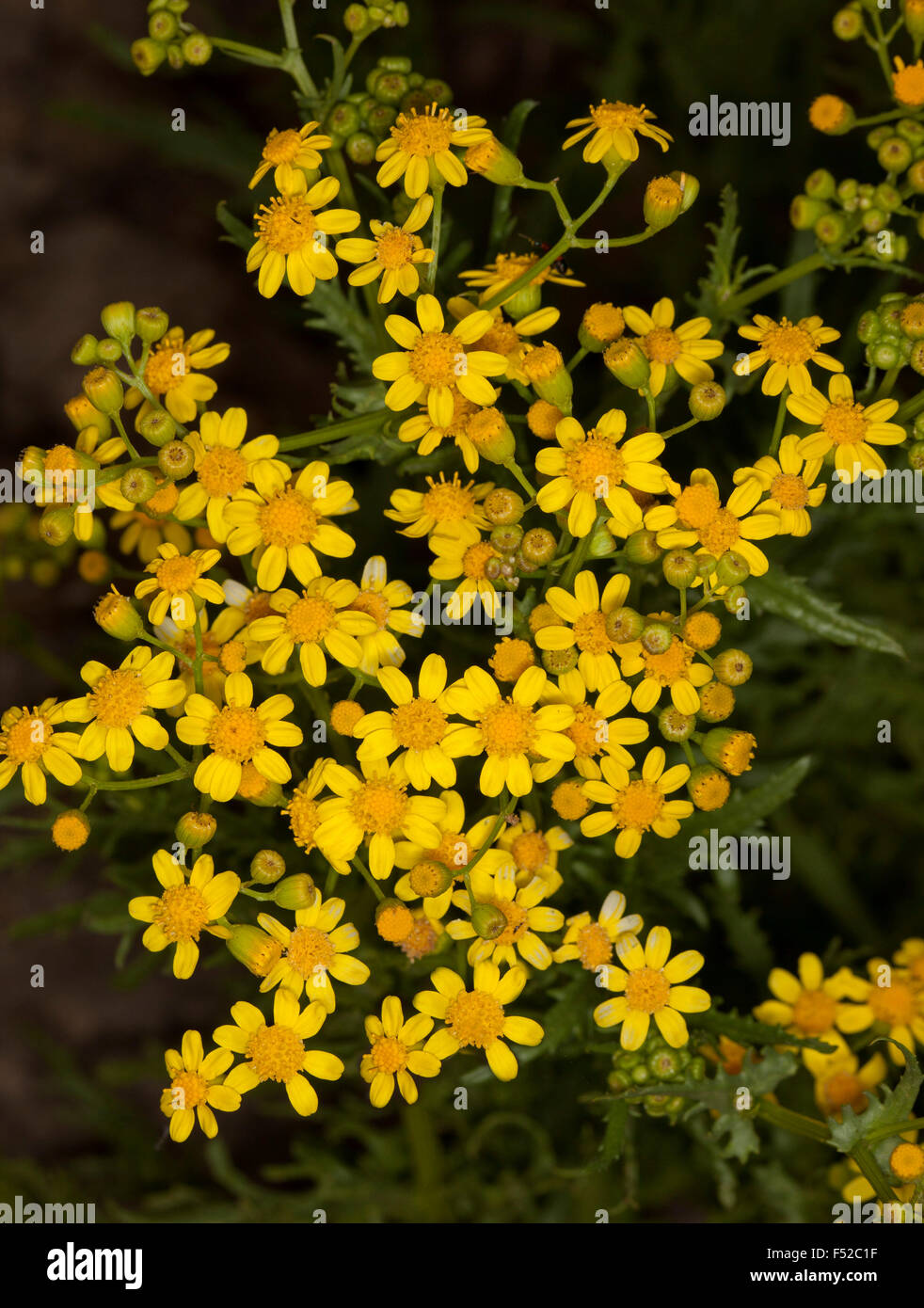 Cluster of vivid yellow flowers of Senecio magnificus, wildflowers against dark background in outback Australia Stock Photo