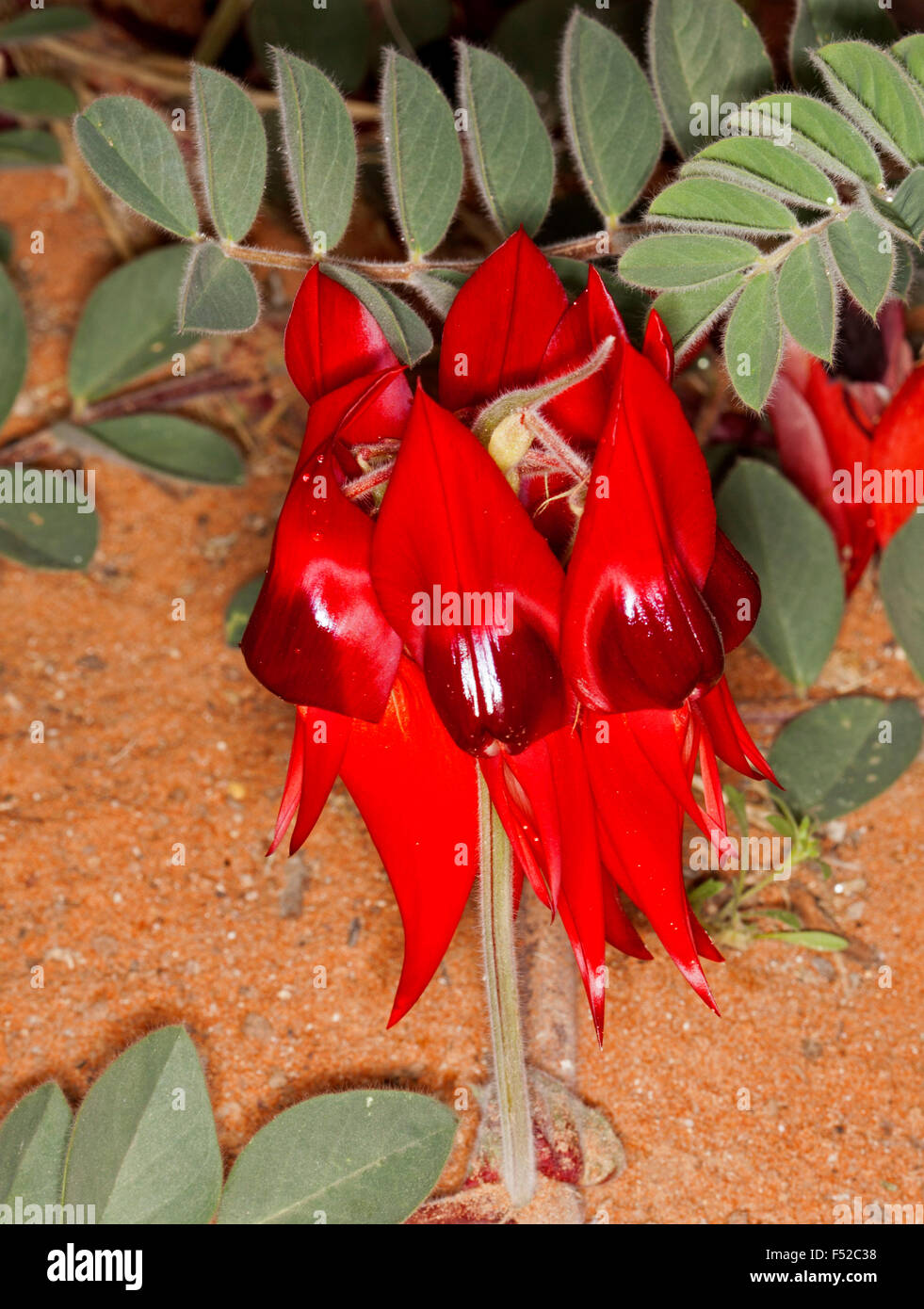Vivid red flowers and leaves of Sturt's desert pea Swainsona formosa growing in red soil in Flinders Ranges in outback Australia Stock Photo