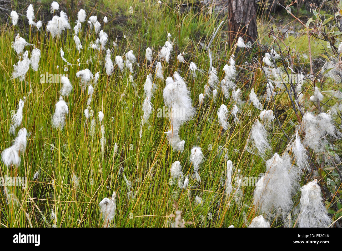 Arctic cotton in tundra grass hires stock photography and images Alamy