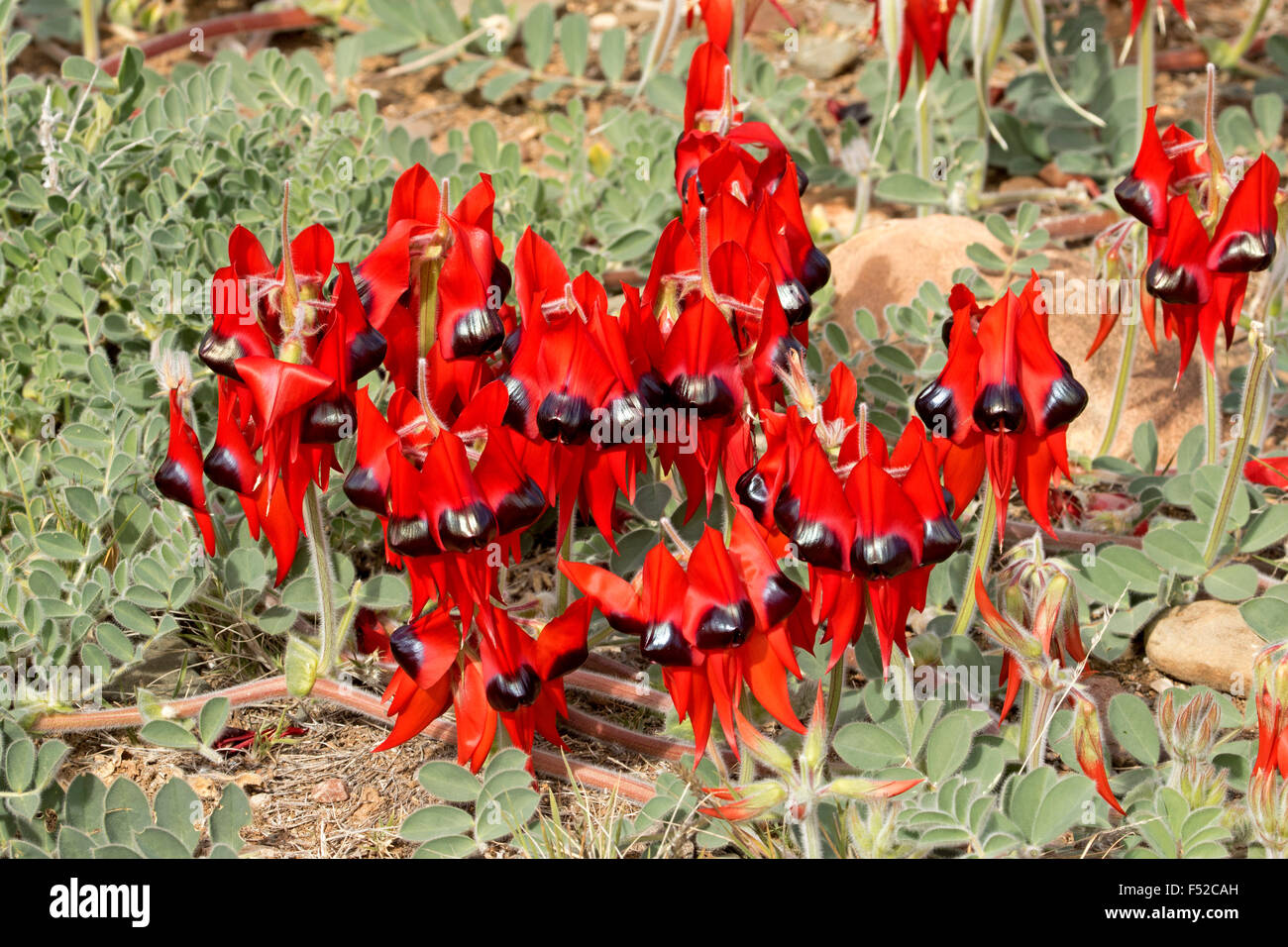Large cluster of vivid red flowers & leaves of Sturt's desert pea Swainsona formosa in Flinders Ranges in outback Australia Stock Photo