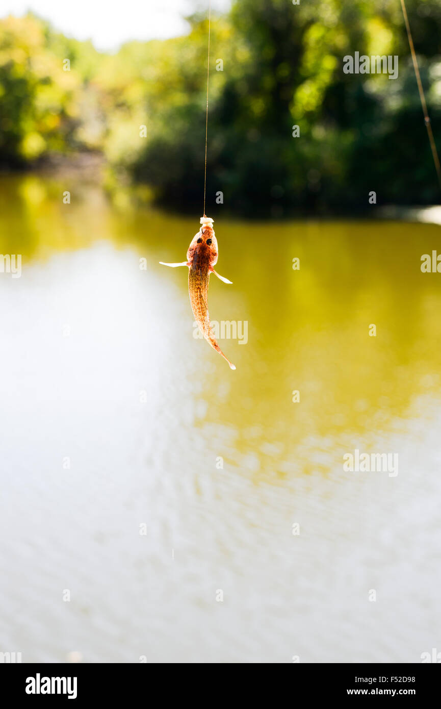 The caught fish on spinning with spoon in his mouth hanging over the