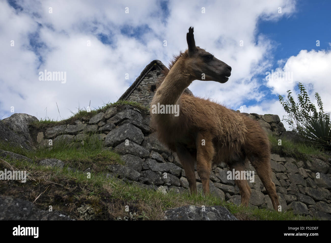 Llama next to the caretaker cabana in the city of Machu Picchu Stock Photo
