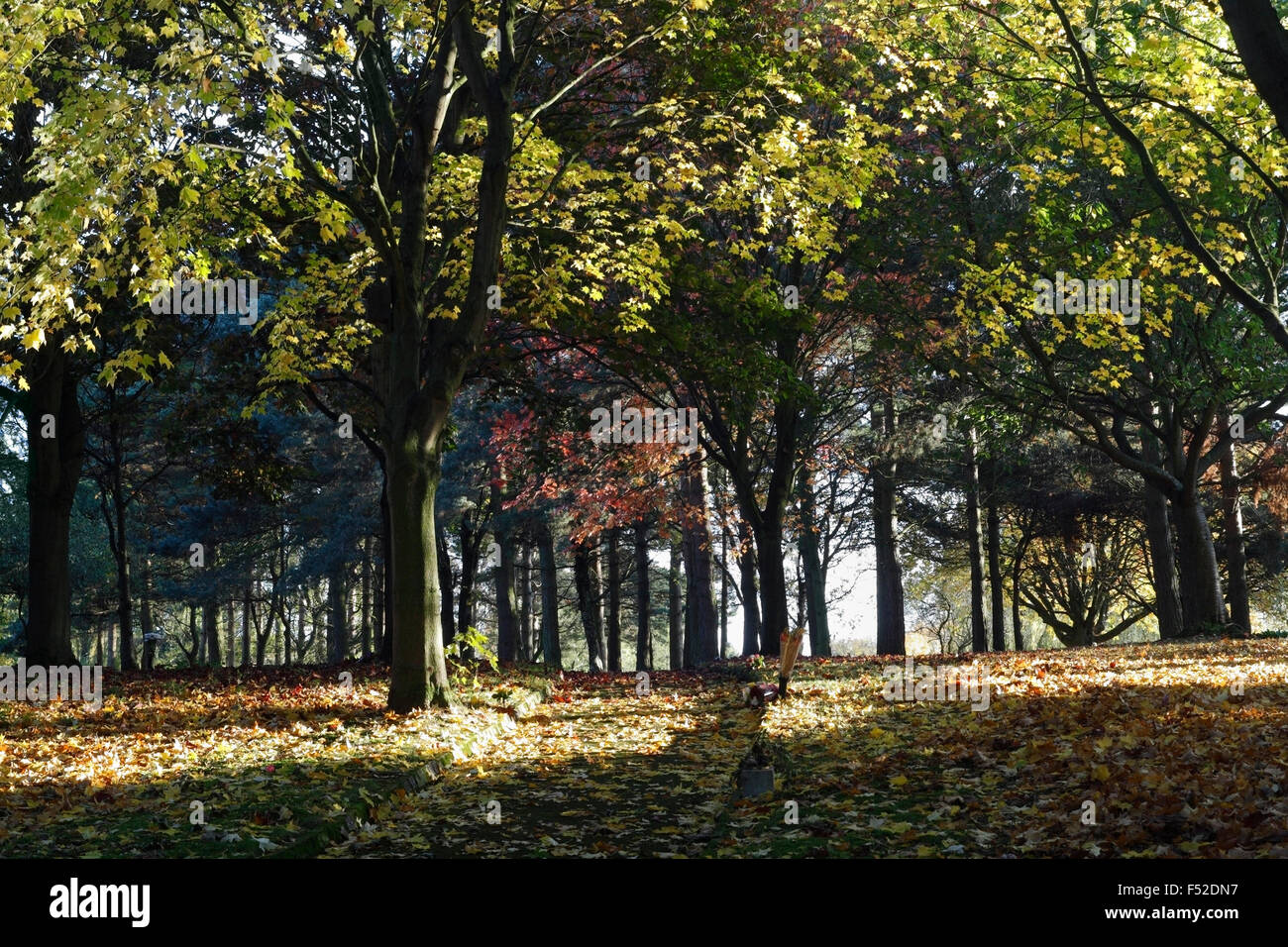 Autumnal Woodland Trees Autumn Stock Photo
