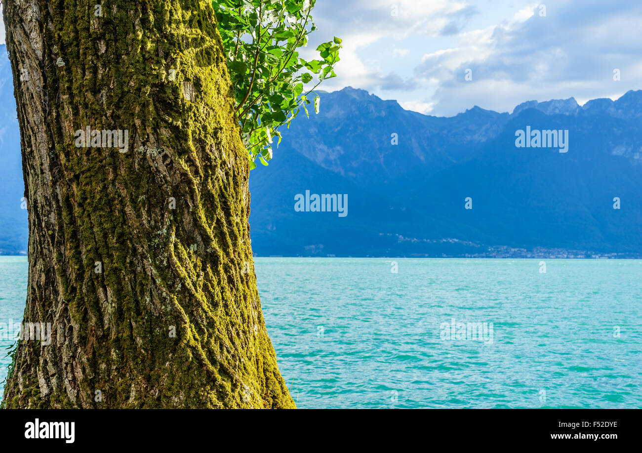 Close-up of a large tree and the Swiss Alps on Lake Geneva. Lake Geneva, Switzerland. Stock Photo