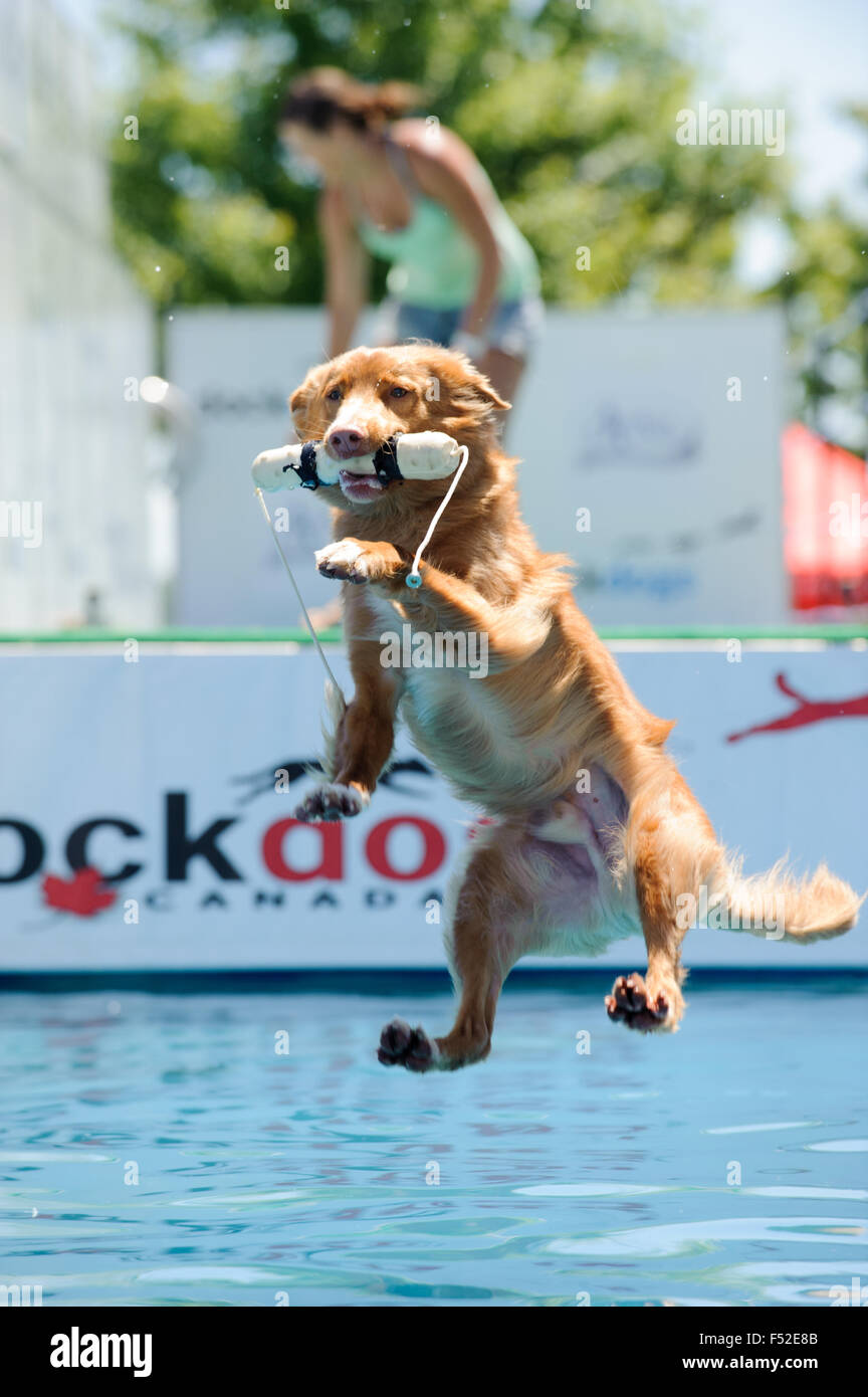 Dock dogs dog high jump competition at Sugar Beach, Toronto, Ontario. Part of the Harbourside Festival. Stock Photo