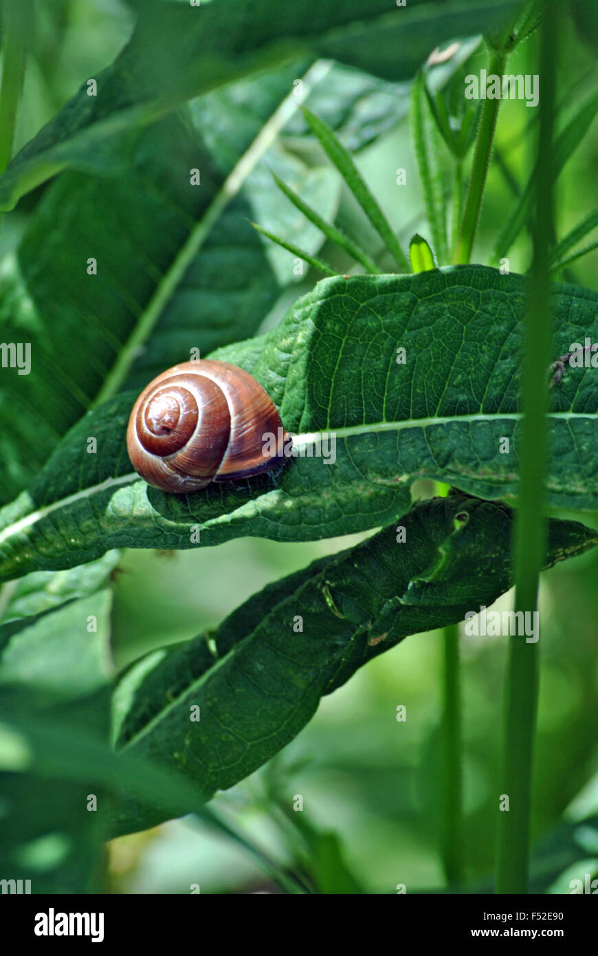 Snail resting on a green leaf of a plant Stock Photo - Alamy