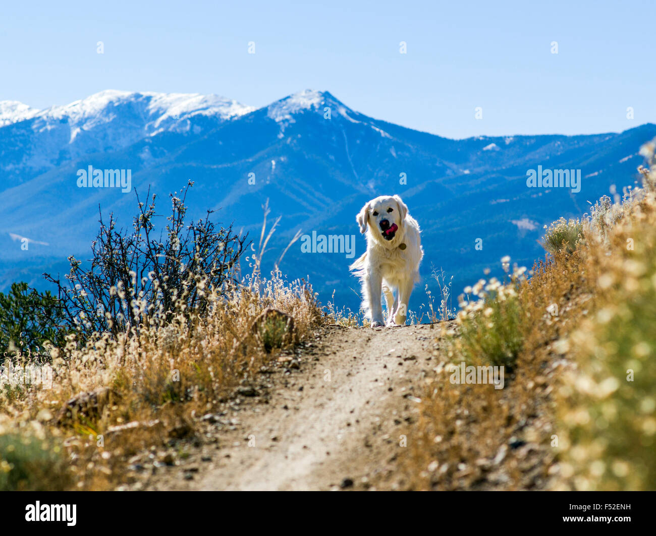 Platinum color Golden Retriever dog on hiking & biking trails on 'S' Mountain (Tenderfoot Mnt), Salida, Colorado, USA Stock Photo