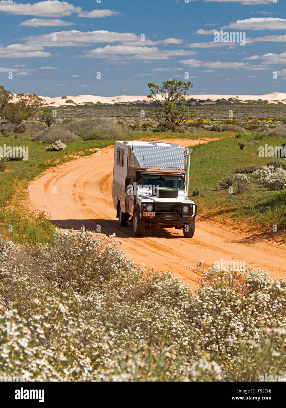 Land Rover motorhome on red dirt road hemmed with wildflowers, Olearia pimeleiodes, white