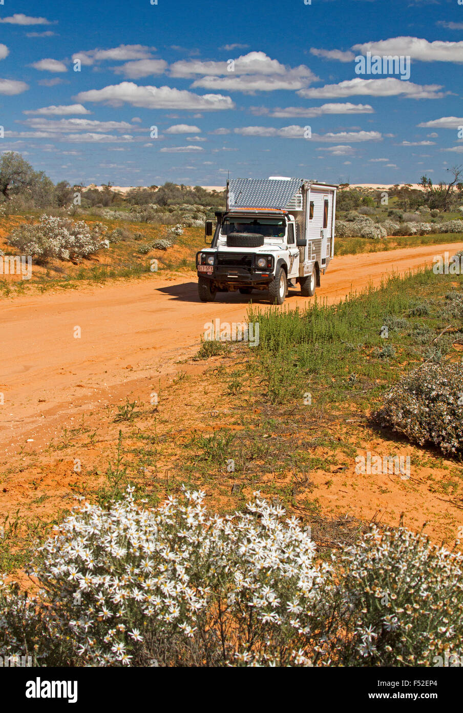 Land Rover motorhome on red dirt road hemmed with wildflowers, Olearia pimeleiodes, white