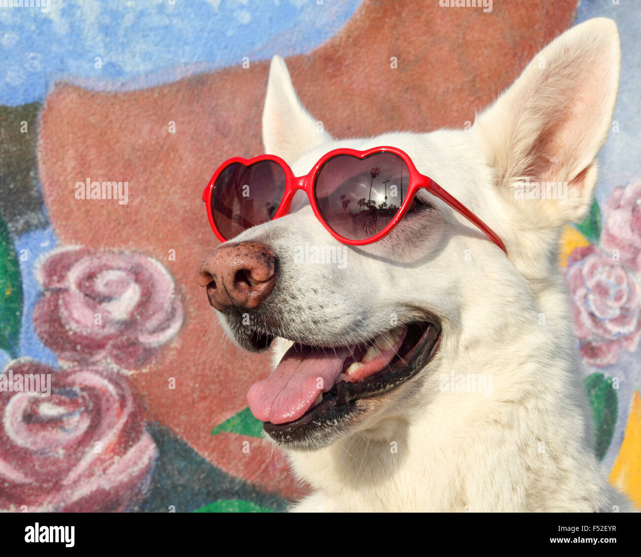 Dog wearing heart-shaped sunglasses in front of mural at the Venice boardwalk in Southern California Stock Photo