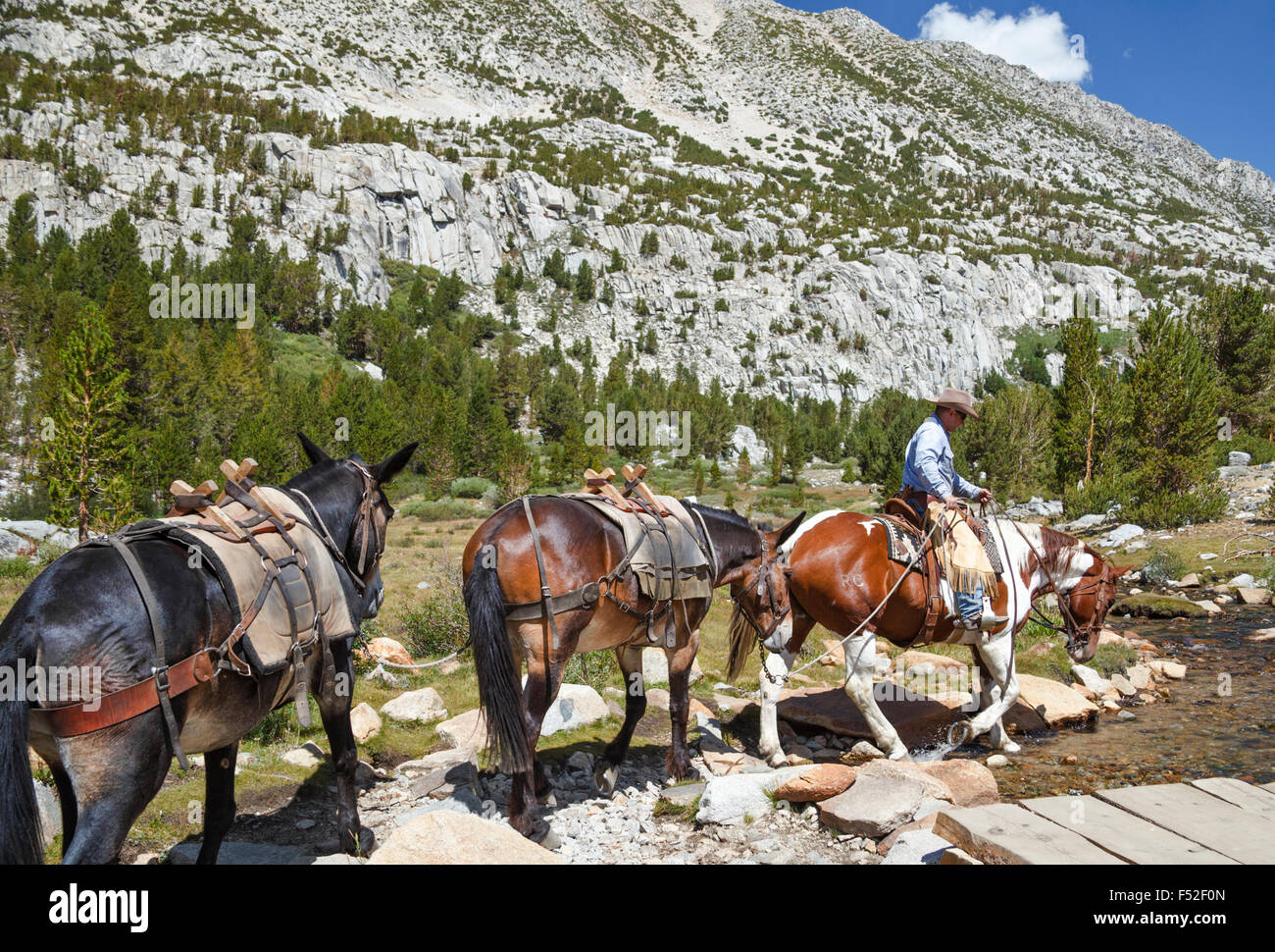 Pack mules hi-res stock photography and images - Alamy