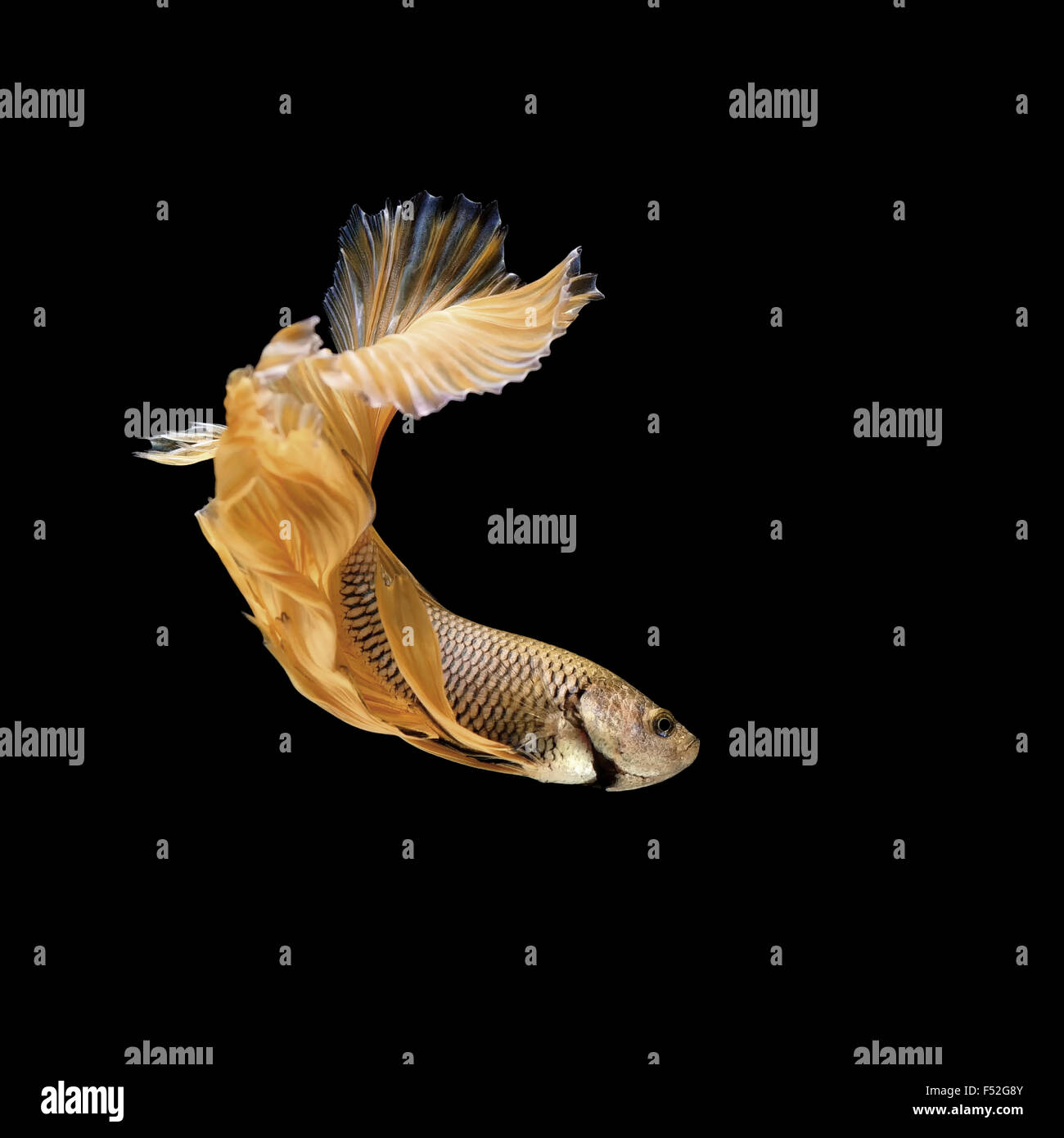 betta fish, siamese fighting fish isolated on black background Stock Photo