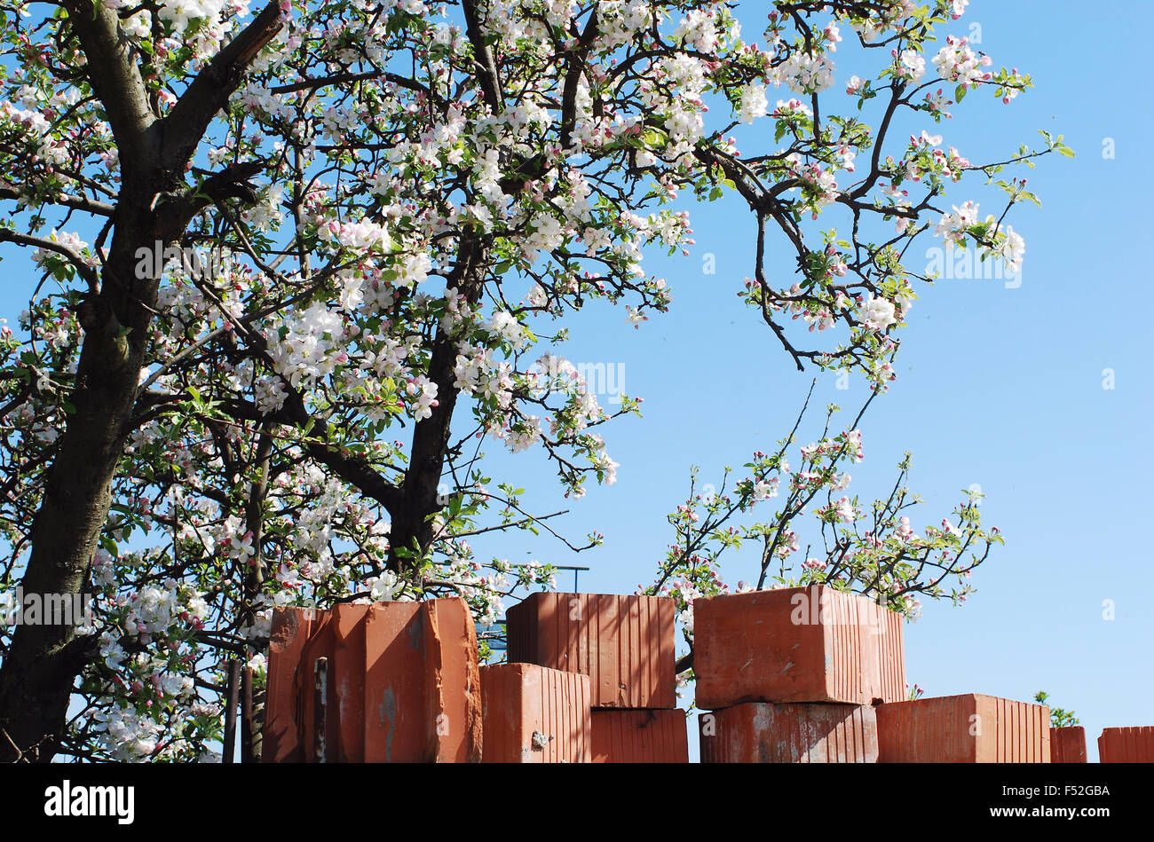 Apple tree in the spring Stock Photo - Alamy