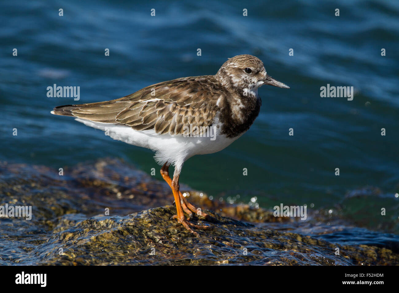 A ruddy turnstone perched on the rocks. Stock Photo