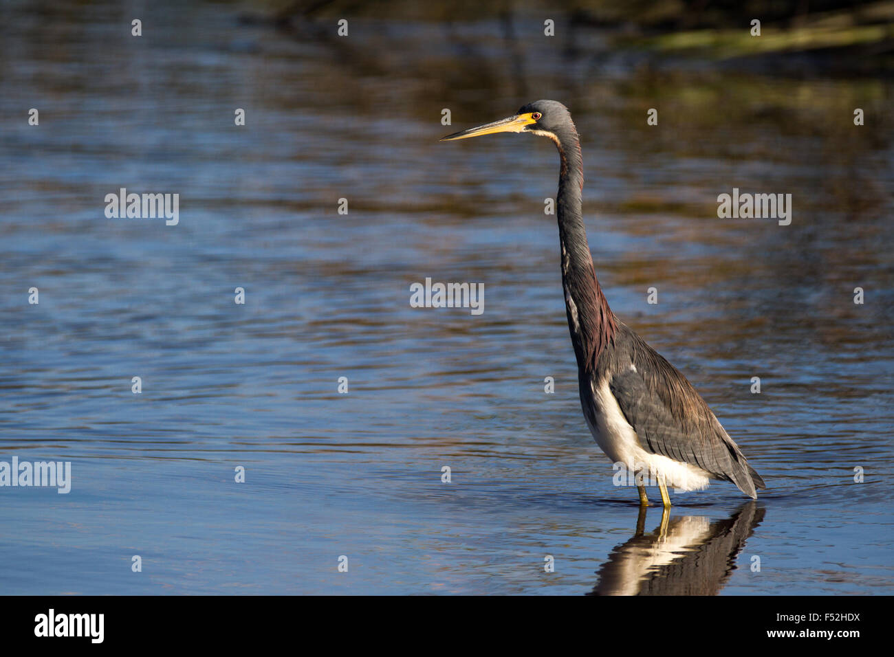 A tricolored heron craning his neck during a hunt Stock Photo