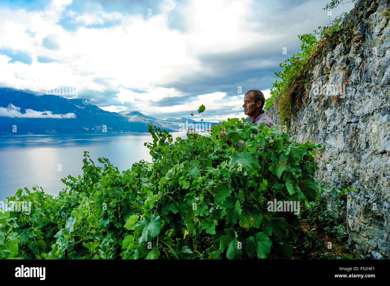 A farmer trims the vineyard hedges at Lavaux, a UNESCO World Heritage Site. Lake Geneva, Switzerland. Stock Photo