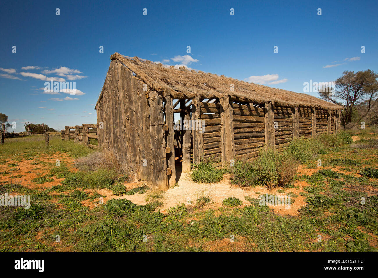Old stables built from native cypress pine, surrounded by green vegetation after rain, at abandoned homestead, outback Australia Stock Photo