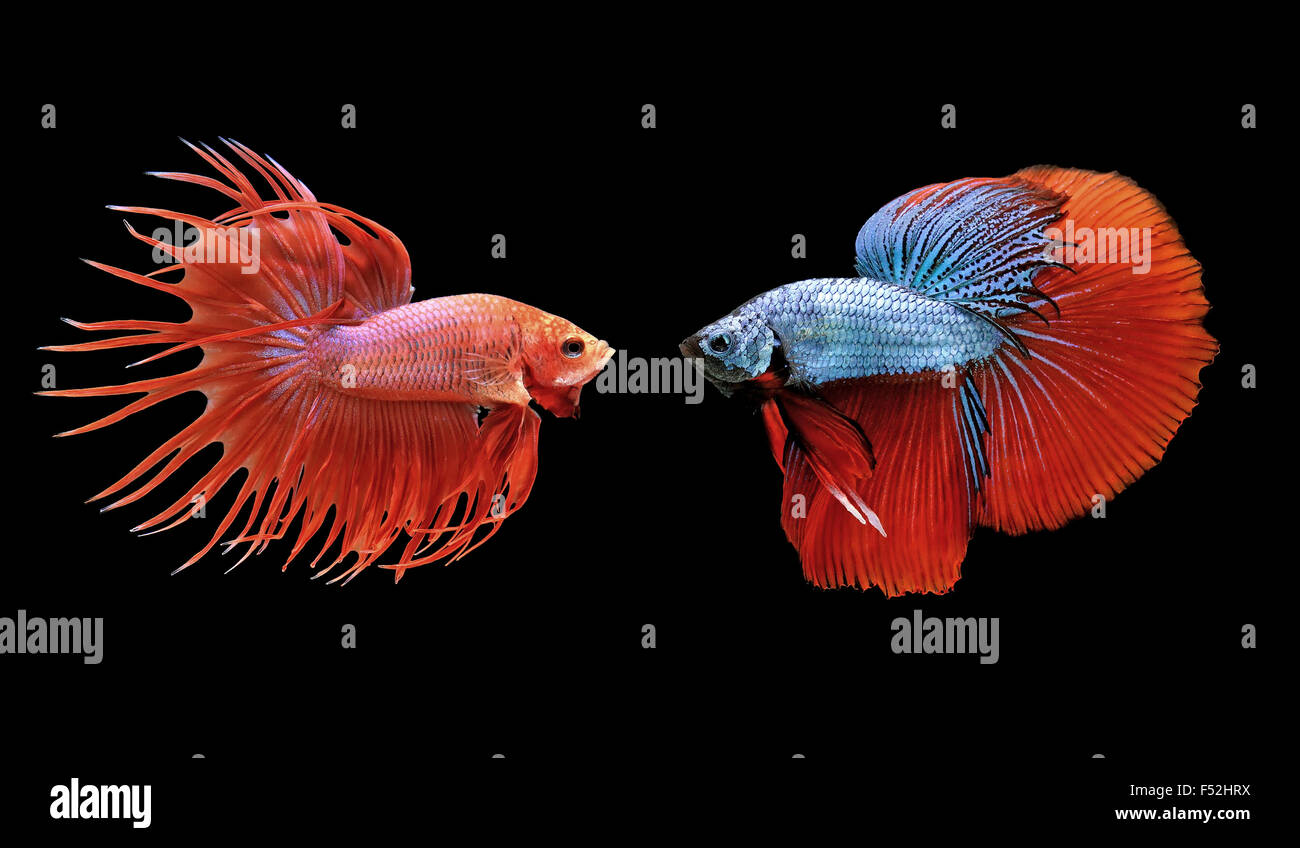 betta fish, siamese fighting fish isolated on black background Stock Photo