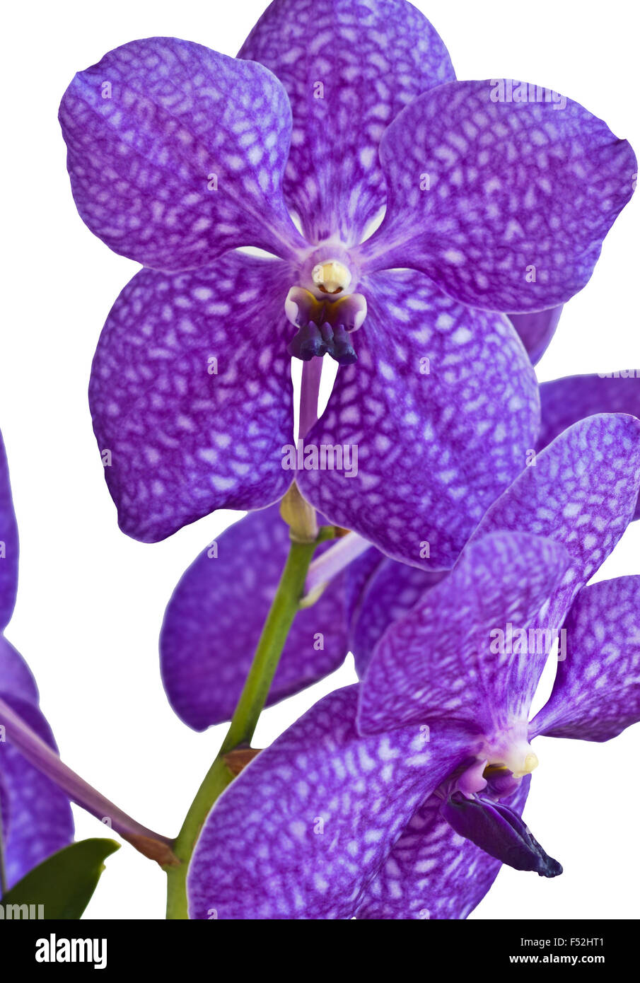 beautiful orchid in bloom on a white background Stock Photo - Alamy