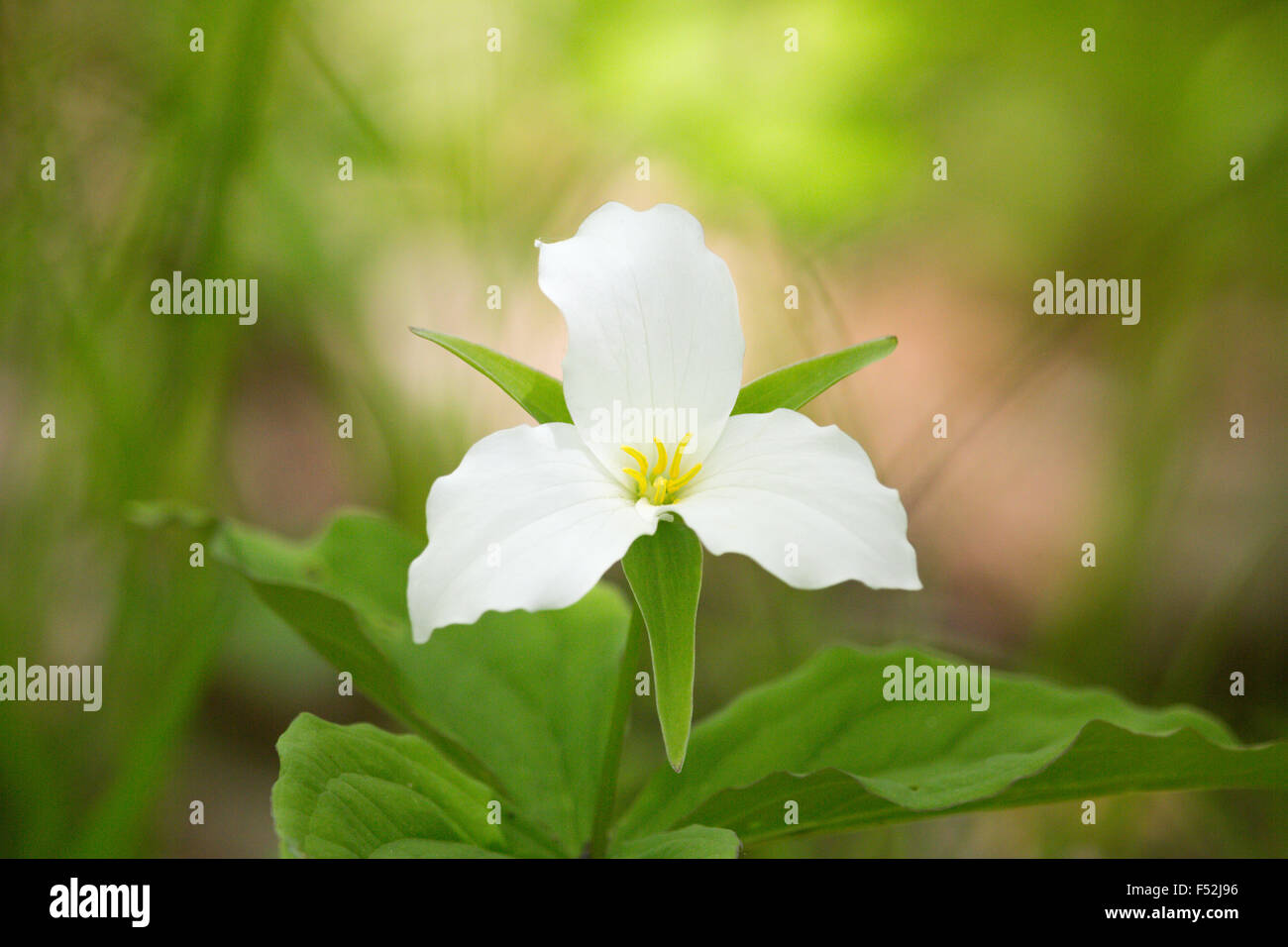 Large-flowered trillium Stock Photo