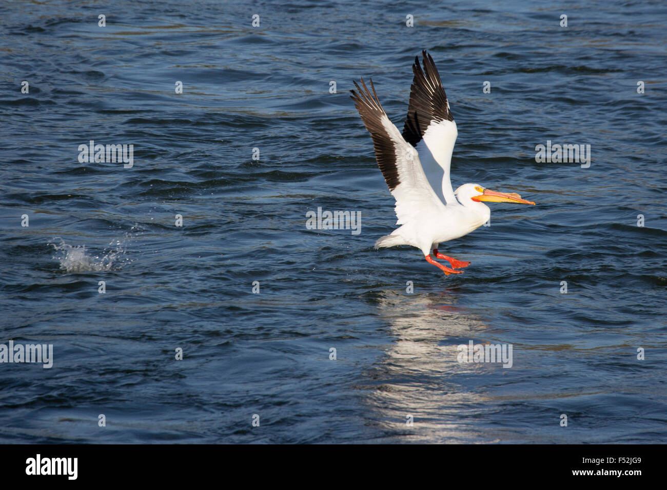 American White Pelican (Pelecanus erythrorhynchos) taking off from the South Saskatchewan River Stock Photo