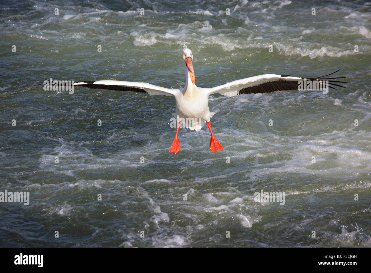 American White Pelican (Pelecanus erythrorhynchos) with bright orange feet extended for landing on the Saskatchewan River Stock Photo