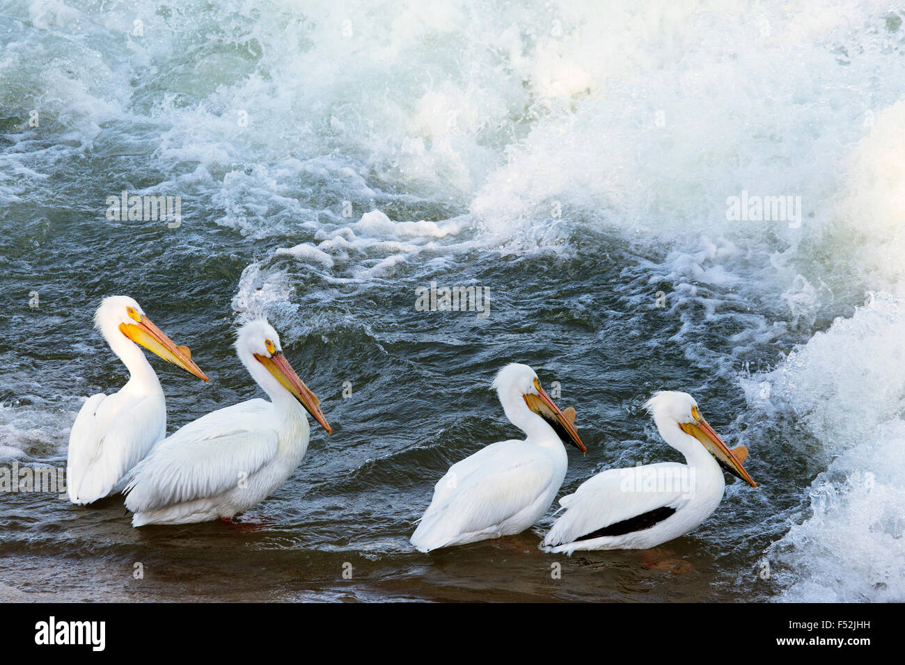 American White Pelicans (Pelecanus erythrorhynchos) waiting for fish downstream from the weir on the Saskatchewan River Stock Photo