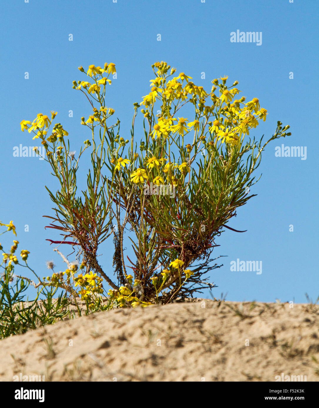 Clump of yellow wildflowers, Senecio magnificus growing in sandy soil against blue sky in Mungo National Park, outback Australia Stock Photo