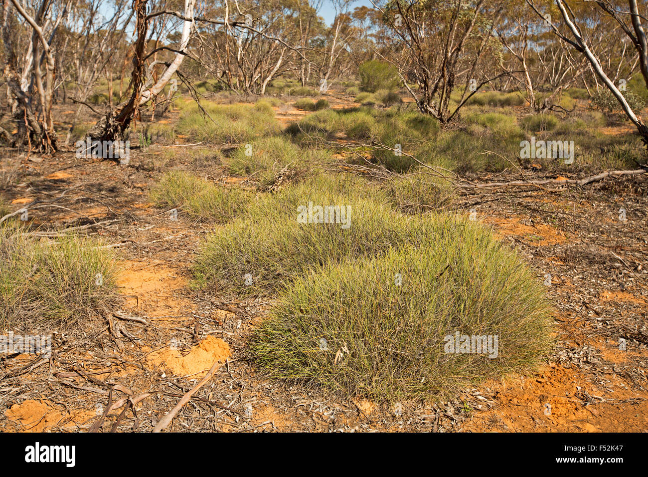 Australian outback landscape with mounds of spinifex / porcupine grass growing among mallee woodlands in Mungo National Park NSW Australia Stock Photo