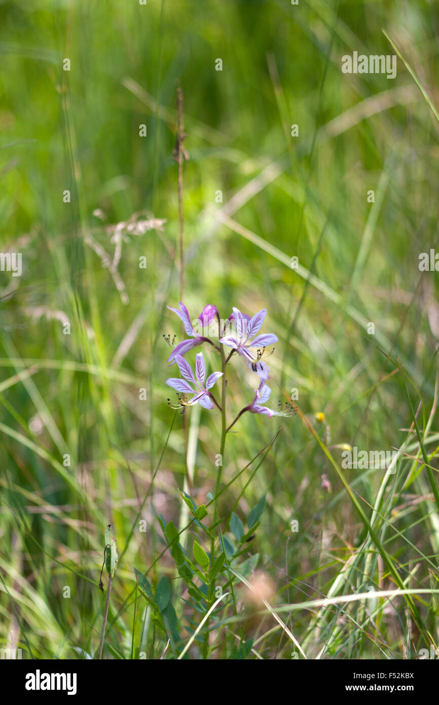 Countryside flowers hi-res stock photography and images - Alamy