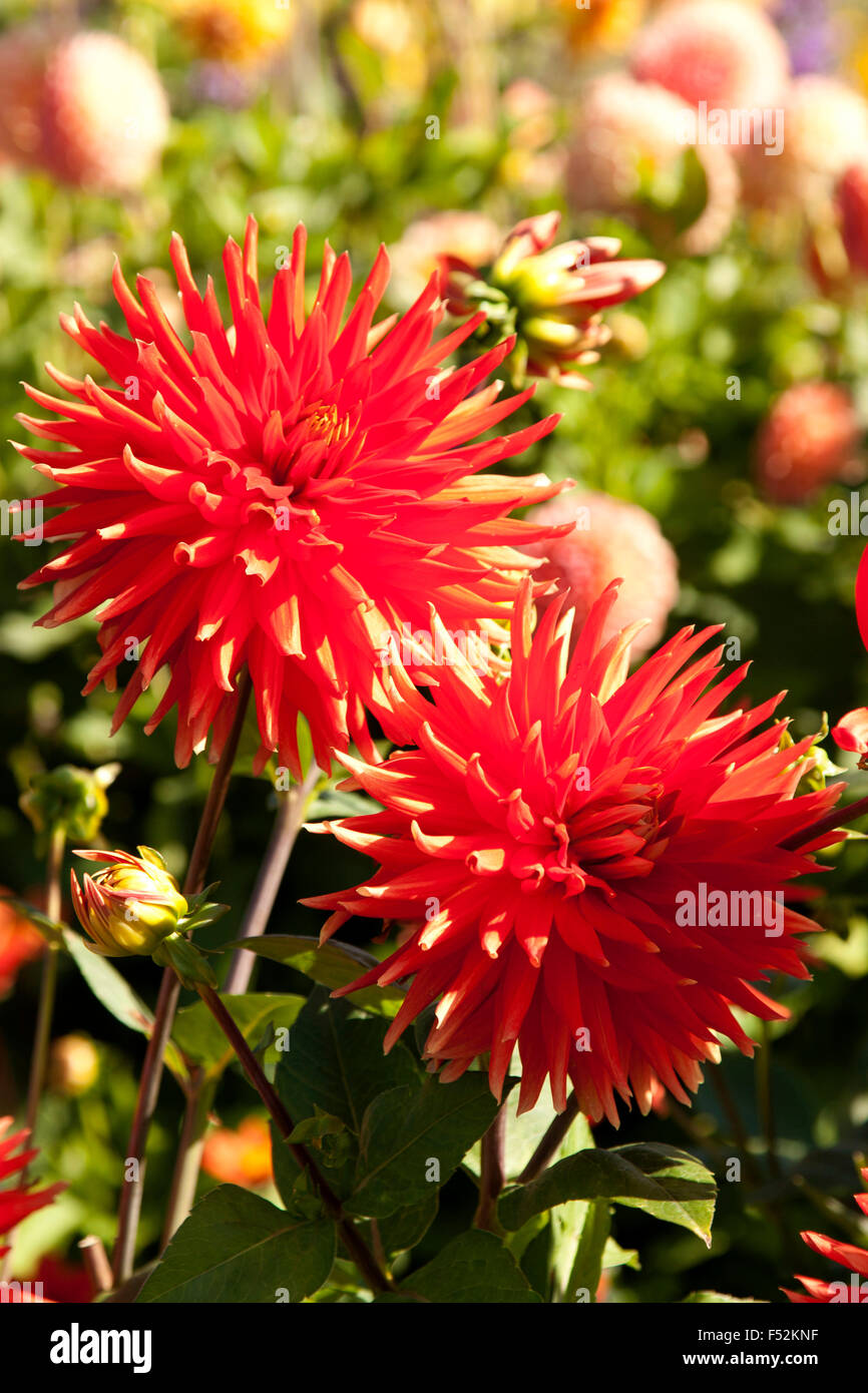 Summer, dahlias, flowers Stock Photo Alamy