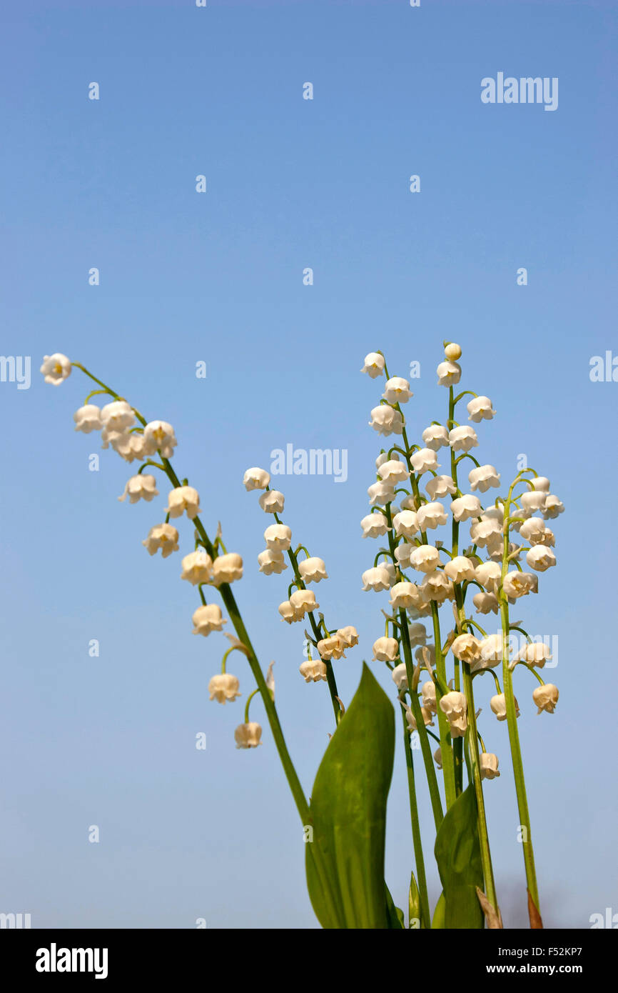 Spring, lily of the valley, poisonous plant Stock Photo Alamy
