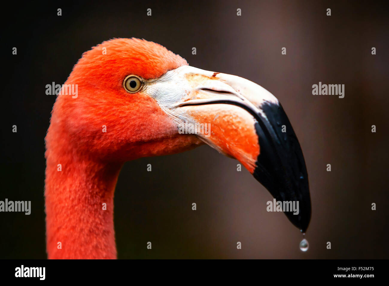 Headshot Of An Adult Male Flamingo Isolated By Nature Lights Stock ...