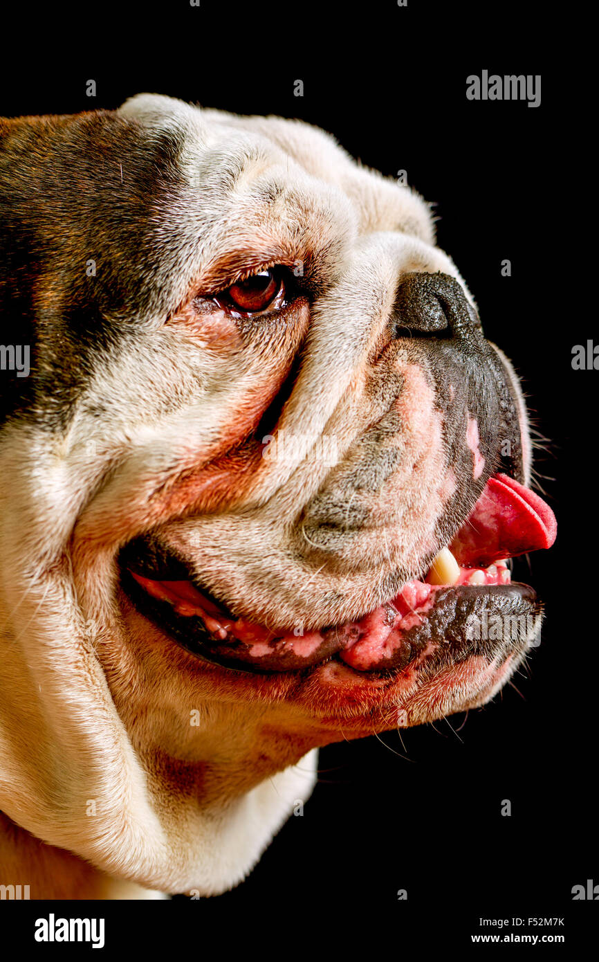Studio Portrait Of An Adult Pure Breed English Bulldog Stock Photo