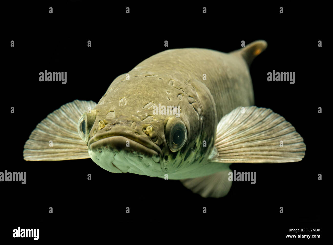 Head Shot Of Arapaima Gigas Leptosoma Underwater Studio Aquarium Shot Stock Photo