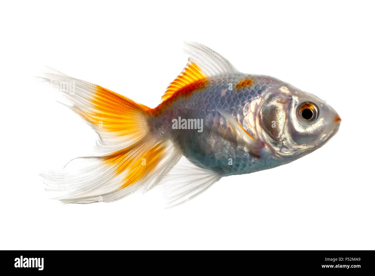 Double Tail Goldfish Stock Photo