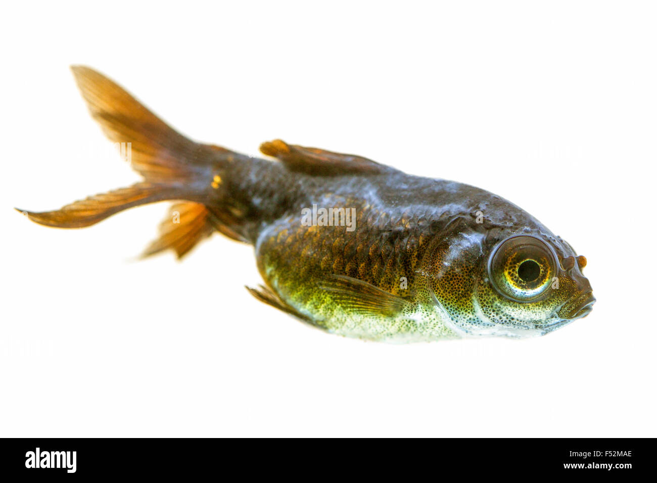 Sick Telescope Goldfish Fry You May Observe The Cotton Like Fungus Behind His Eye Stock Photo