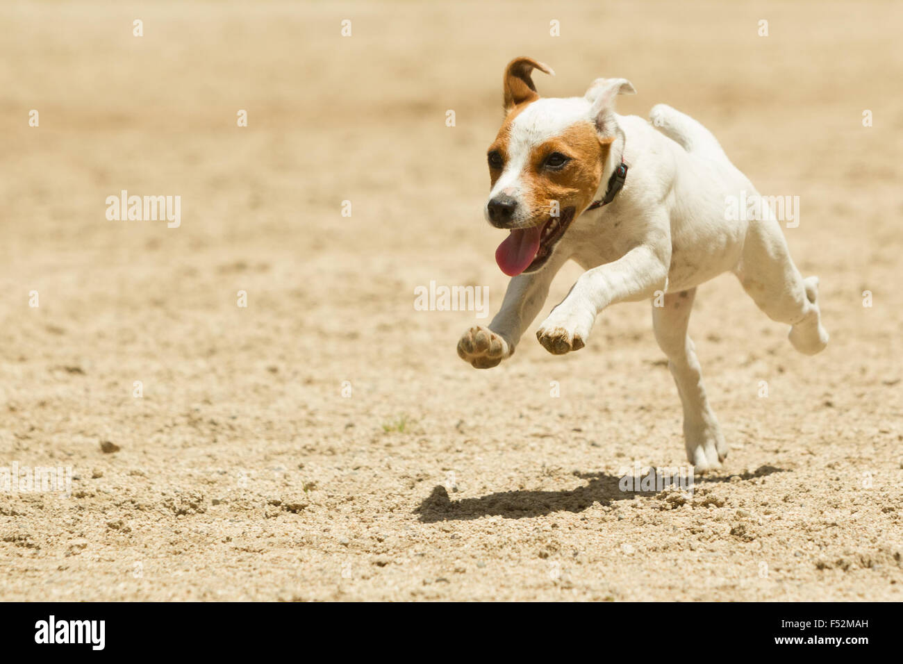 Some Dogs Likes To Run Free Stock Photo Alamy