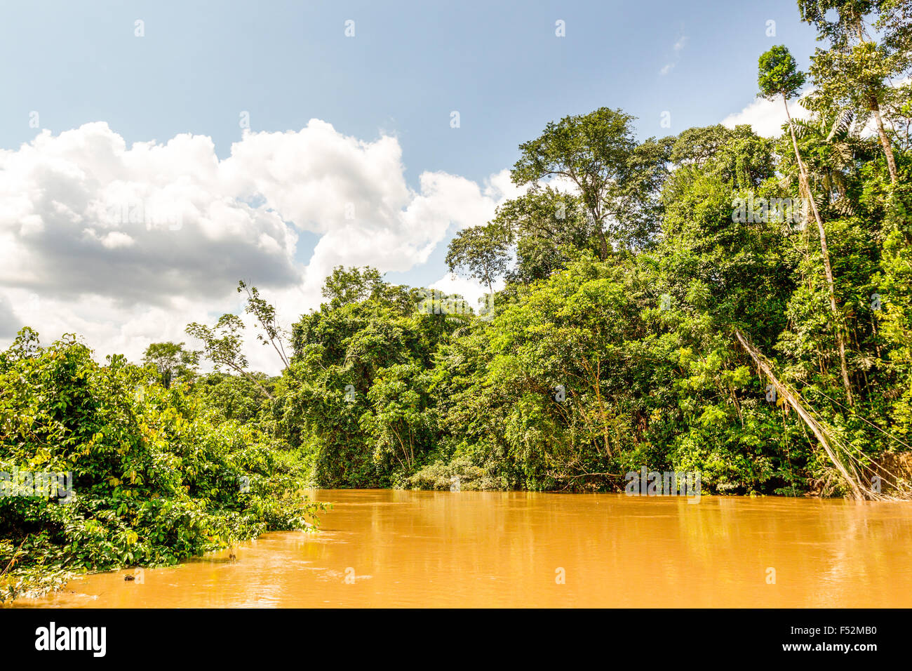 Amazon Jungle Yasuni National Park In Ecuador South America Stock Photo