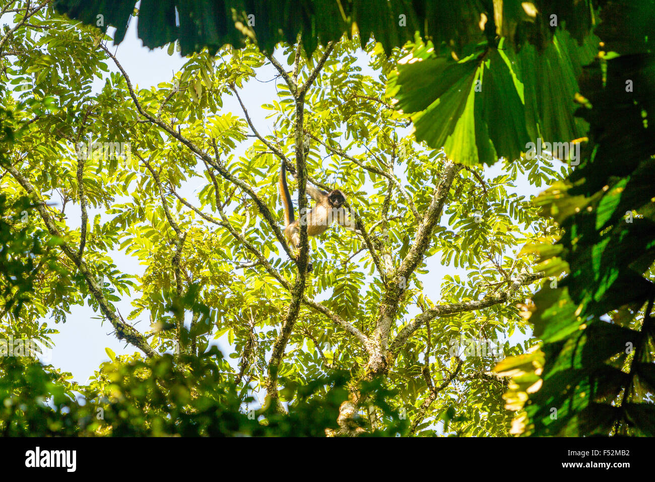 Wild Spider Monkey In Amazon Jungle Yasuni National Park Ecuador Stock Photo