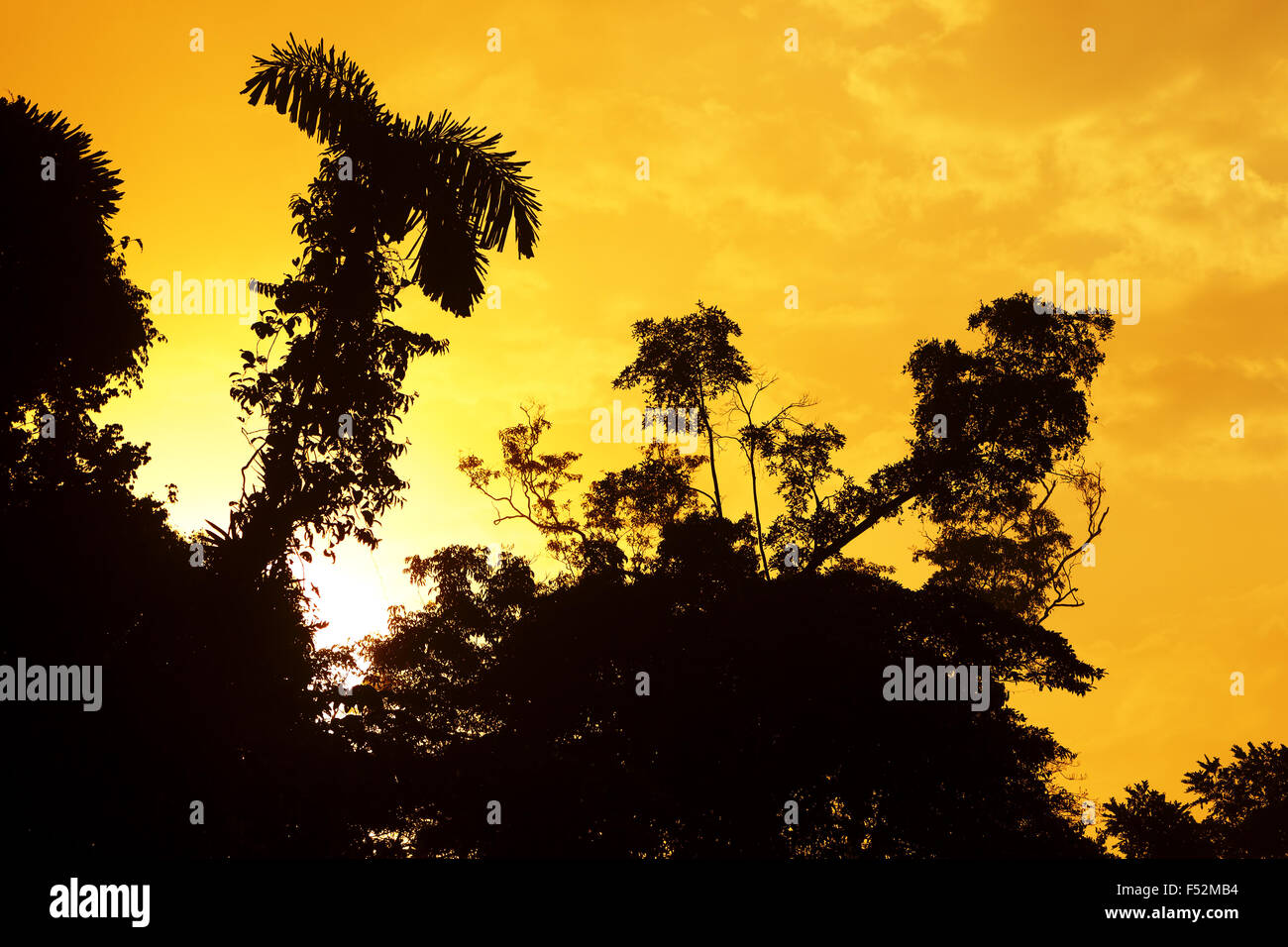 Sunrise Over The Amazon Jungle Stock Photo