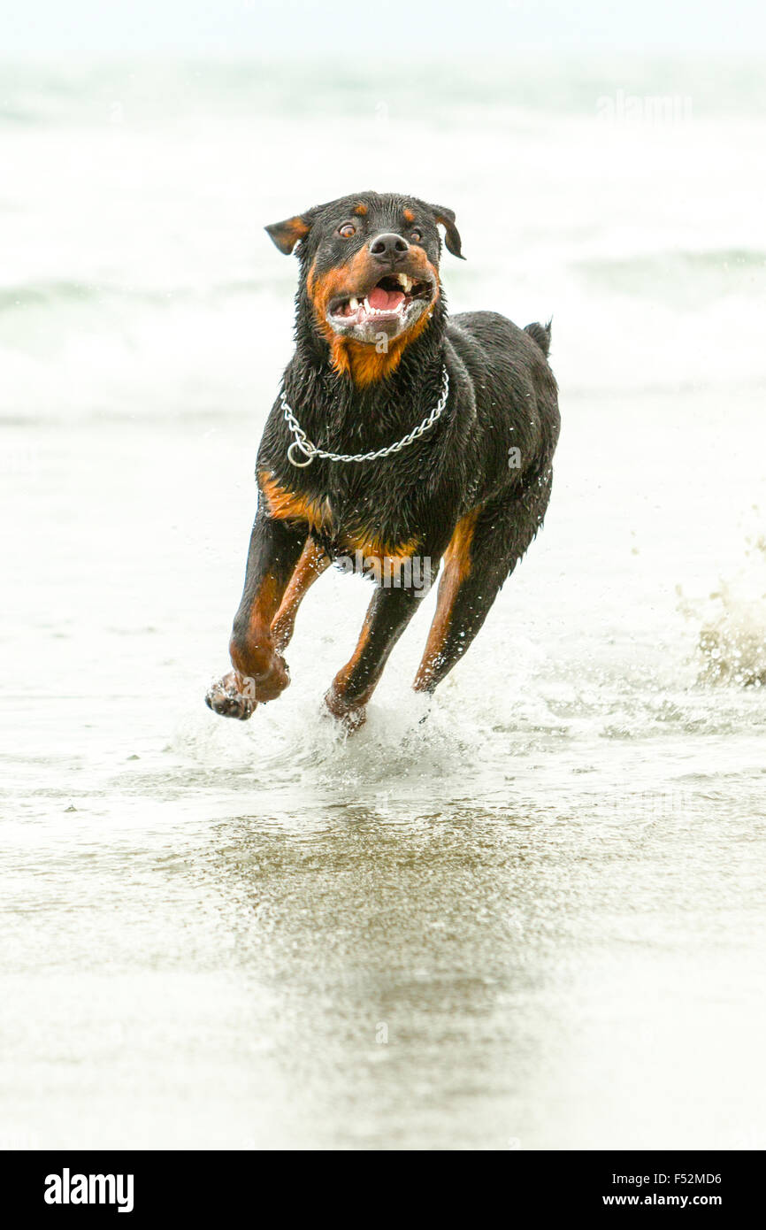 How Fast Does A Rottweiler Run