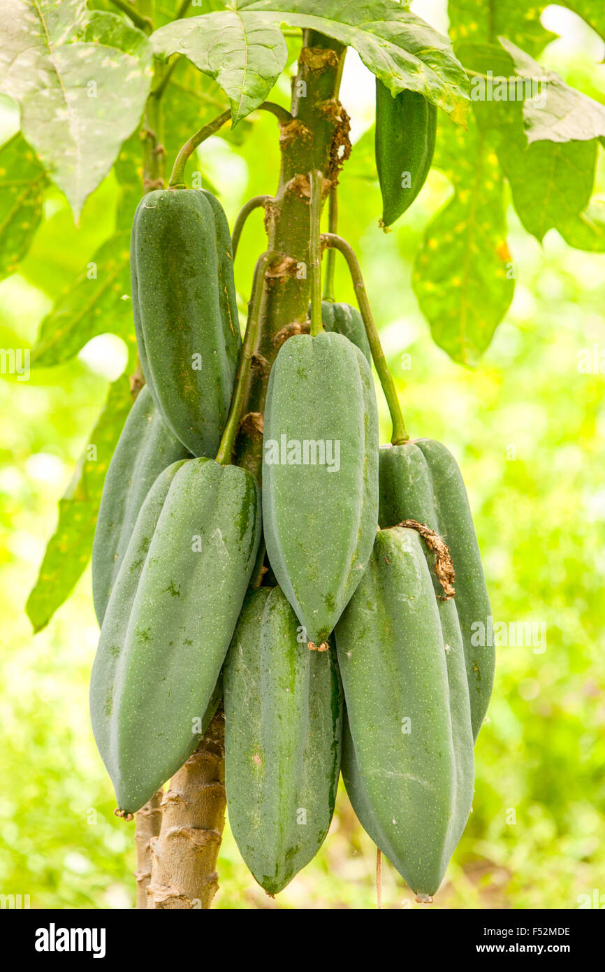 Babaco Is A Fruit Than Grow In Ecuador At High Altitudes Over 2000 M And Is The Most Cold Tolerant Plant Stock Photo