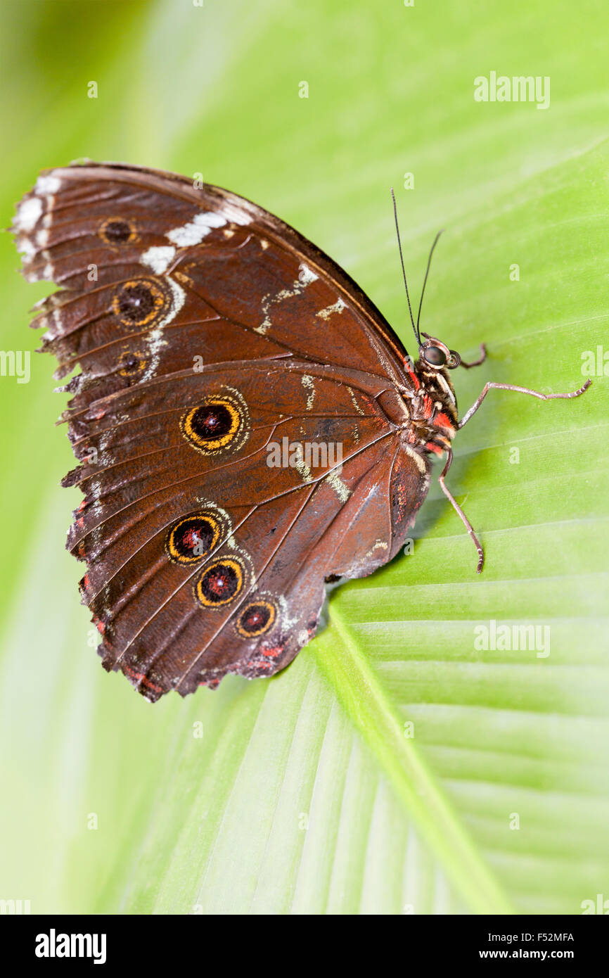 Giant Owl Butterfly In Amazon Rainforest Stock Photo Alamy