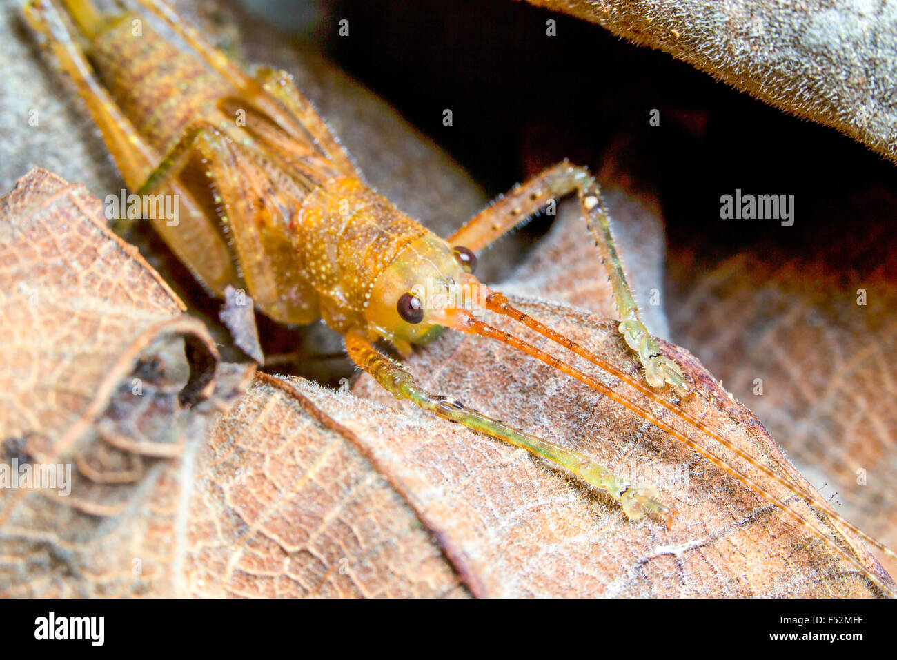 The Family Tettigoniidae Known As Bush Crickets Contains More Than 6 400 Species It Is Part Of The Suborder Ensifera And The Only Family In The Superf Stock Photo