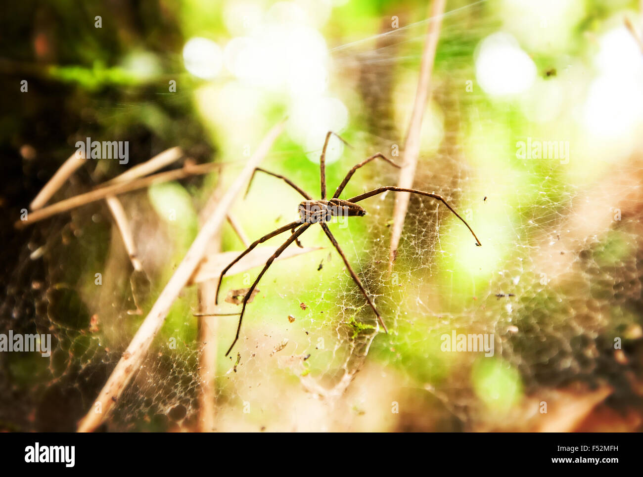 Amazon Rainforest Spiders