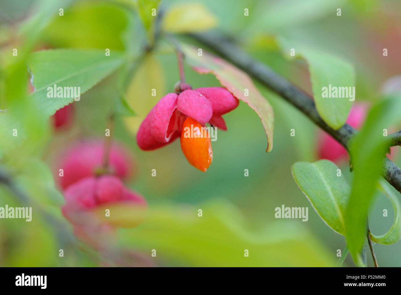 spindle, Euonymus europaeus, infructescence, seed, close-up, Stock Photo